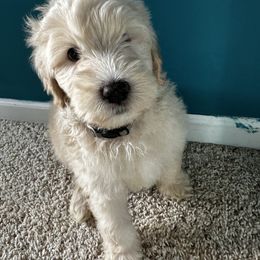 Nala (Gray) - Goldendoodle puppy in Byron Center, Michigan from The Perfect Doodle Paw