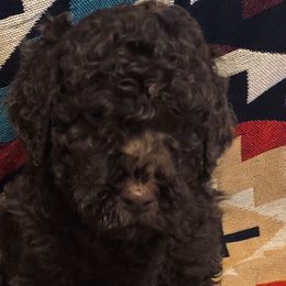 Goldendoodles from GPS Doodles