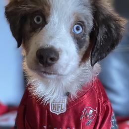 Miniature Australian Shepherds from ST. J’s Mini Aussies