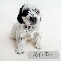 Reflection - Parti male Goldendoodle puppy in Athens, Alabama from Brewing Doodles