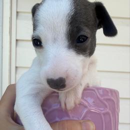 Mikky Way - White and blue male Italian Greyhound puppy in New York, New York from Julia's Italian Greyhounds