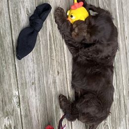 Portuguese Water Dog Puppies from Bayswater Portuguese Water Dogs