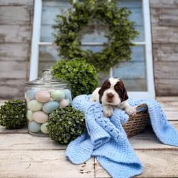 Sausage - Tri-Roan male English Springer Spaniel puppy in Henderson County, North Carolina from Roan Creek Kennels