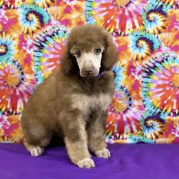Purple Collar - Brown female Poodle puppy in Houma, Louisiana from Smart Azz Poodles