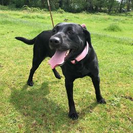 Raven - Labrador Retriever