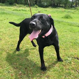 Raven - Labrador Retriever
