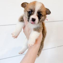 Pink - Sable female Pembroke Welsh Corgi puppy in Milan, Georgia from Williams’ Welsh Corgis LLC