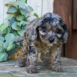 Starla - Merle female Cockapoo puppy in Seattle, Washington from Sweet Home Doodles