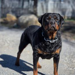 Xochi - Rottweiler