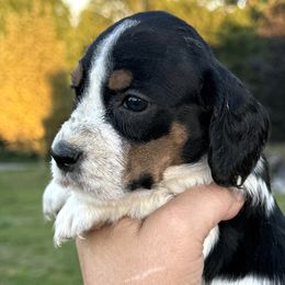 Georgia - Black white and tan female English Springer Spaniel puppy in Bay City, Wisconsin from Springer Hills Farm
