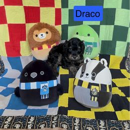 Draco - Phantom male Goldendoodle puppy in Wichita, Kansas from Jaeckels Doodles