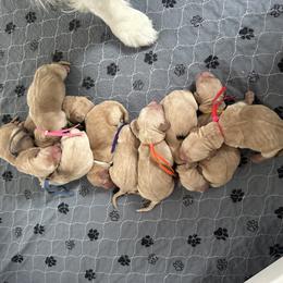 Boy 2 - Golden male Golden Retriever puppy in Modesto, California from Rooster Valley Golden Retrievers