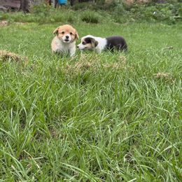 Pembroke Welsh Corgi Puppies from Sherwood Acres Pembrokes