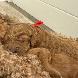 Red Collar Boy - Red  male Poodle puppy in Orange, Connecticut from Shamrock’s Poodles
