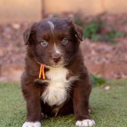 Orange collar - Red & white male Australian Shepherd puppy in Buckeye, Arizona from Wranglin Farms