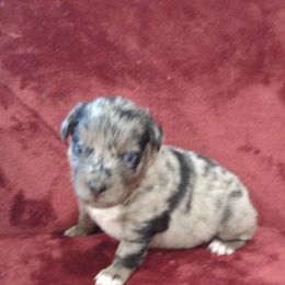 German Shepherd and Miniature Australian Shepherd Puppies from Central Florida Shepherds