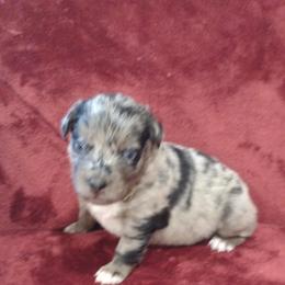 German Shepherd and Miniature Australian Shepherd Puppies from Central Florida Shepherds