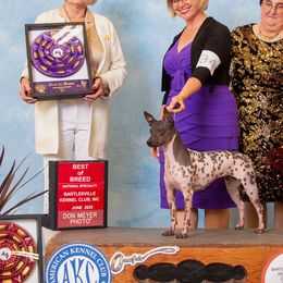 American Hairless Terriers from Strider’s American Hairless Terriers