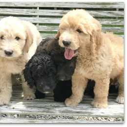 Goldendoodle Puppies from COTTAGE DOODLES
