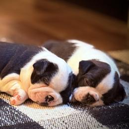 Boston Terrier puppies from Bluewater Bostons