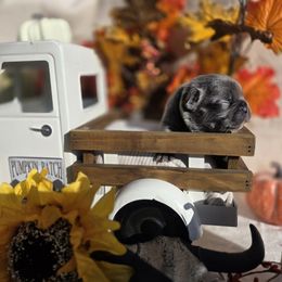 Green Collar Boy - Blue male French Bulldog puppy in Burleson, Texas from Diamond Deluxx Frenchies
