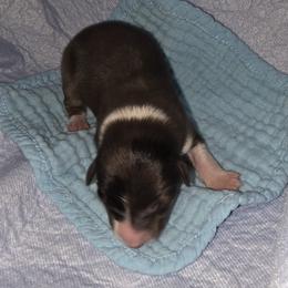 Clifton - Blue merle male Border Collie puppy in Chino Valley, Arizona from Dog Pond Border Collies