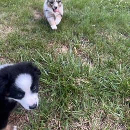 Australian Shepherd and Miniature Australian Shepherd Puppies from Fairfax Aussies