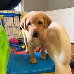 Purple collar - Yellow female Labrador Retriever puppy in Dover Plains, New York from Clearmountain Retrievers