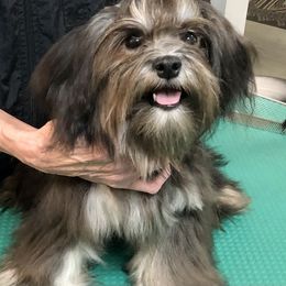 Havanese and Whippet All Grown Up from Alerek whippets and Havanese