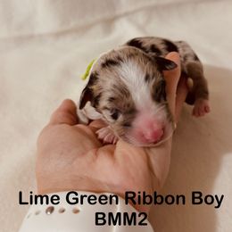 Lime Green Ribbon Blue Merle Boy - Blue merle male Australian Shepherd puppy in Dundee, Ohio from Aussies Of Circle H