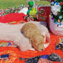 Holly - Red  female Goldendoodle puppy in Dallas, Texas from Halo's Heroes Doodles
