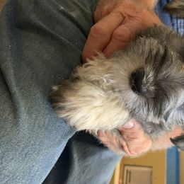 Miniature Schnauzer Puppies from Circle R Ranch