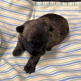 Orange collar boy - Brindle male Cairn Terrier puppy in Hastings, Nebraska from D & J SCOTTIES AND CAIRNS & Miniature Long haired Dachshunds