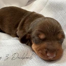 Lily - Chocolate and tan female Dachshund puppy in Karnes County, Texas from Lazzy Z Dachshunds