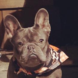 French Bulldogs from Pocket Frenchies