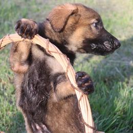 Mostly DDR East German Female 2929 - Sable female German Shepherd puppy in Newville Al, Alabama from Triple S DDR German Shepherds