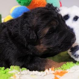 Winchester - Black Collar - Black and red male German Shepherd puppy in Charlotte, North Carolina from Zuflucht K9s