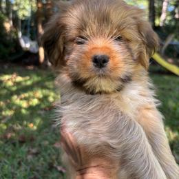 James - Golden male Lhasa Apso puppy in Albany, Georgia from Clark's Lhasas