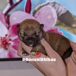 TANO - Red male Shiba Inu puppy in Minnesota from BonsaiShibas