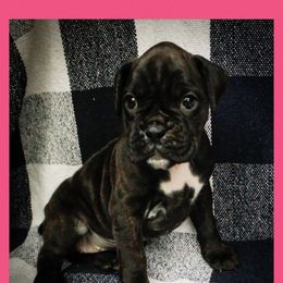 Pup 4 - Fawn female Boxer puppy in Perry, Michigan from Boxer Boulevard