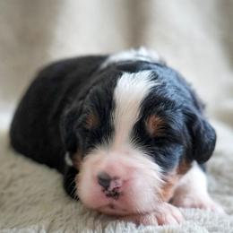 Avit - Tri-color male Bernedoodle puppy in Folsom, Louisiana from DoodlesFarmCo