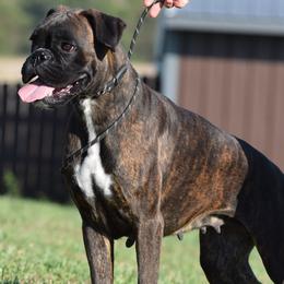 Ginger - Boxer