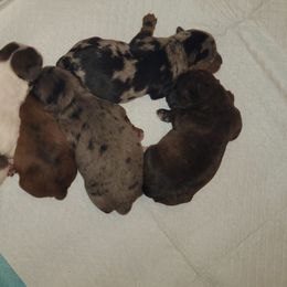 Yorkipoo puppies from Mandy's Poodle's