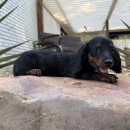 Fern - Black and tan female Dachshund puppy in Hope, Arkansas from Duckett Lane Dachshunds