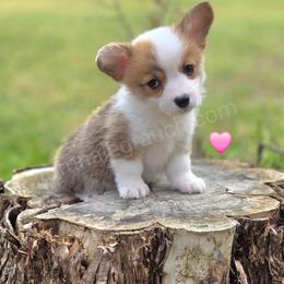 S1 - Red female Pembroke Welsh Corgi puppy in Jacksonville, Texas from ArmnalegRanch LLC