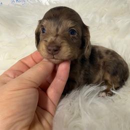 Brownie - Dapple male Dachshund puppy in Fredericksburg, Indiana from Blue River Mini Dachshunds