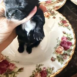 Tiny boy blu - Parti male Yorkshire Terrier puppy in Centre, Alabama from Sassy Yorkie , miniature schnauzer , Maltese Love of Alabama