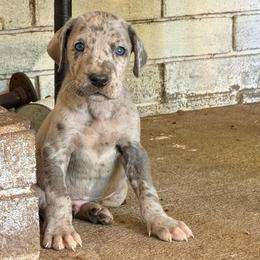 Donkey - Merle male Great Dane puppy in Jerusalem, Arkansas from Mara Danes