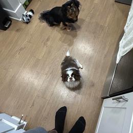 Pekingese and Poodle Puppies from Dogs lovers