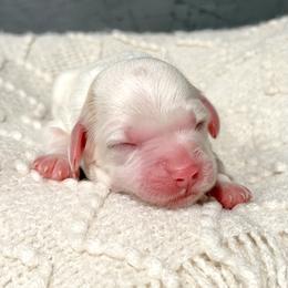 Blue - Chalk female Australian Labradoodle puppy in Auburn, Washington from West Valley Labradoodles